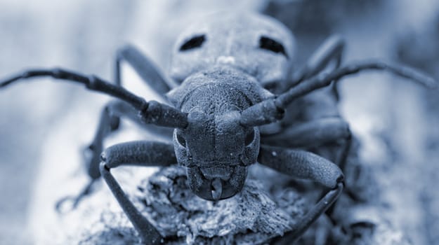 Macro portrait of the Capricorn Beetle in the nature photo with special filter