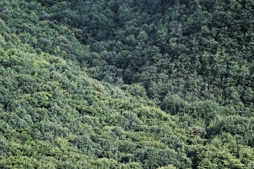 aerial view of a huge green forest