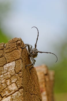 Macro photo of the Capricorn Beetle in the nature from back