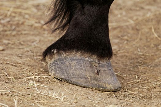 black horse leg and hoof without horseshoe