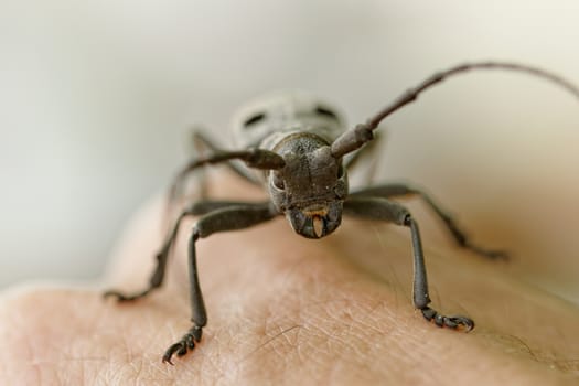 Macro portrait of the Capricorn Beetle on human arm (man's hand)