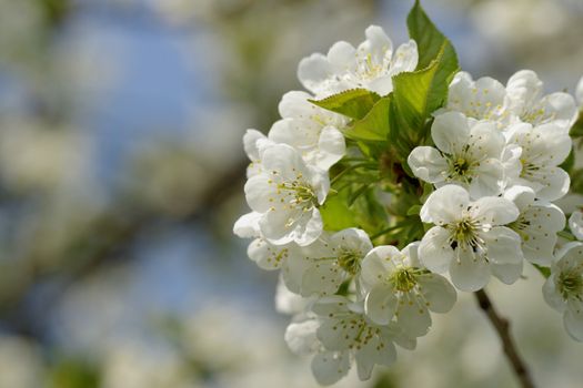 blossom cherry tree