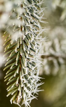 hoarfrost on silver pine branch