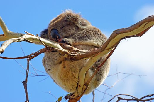 Sleeping Koala in a blue gum tree, Australia