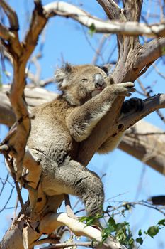 Sleeping Koala in a blue gum tree, Australia