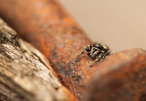 Jumping spider