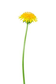 Beautiful dandelion with long stem on white background. Clipping path is included