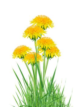 Beautiful dandelions in green grass on white background