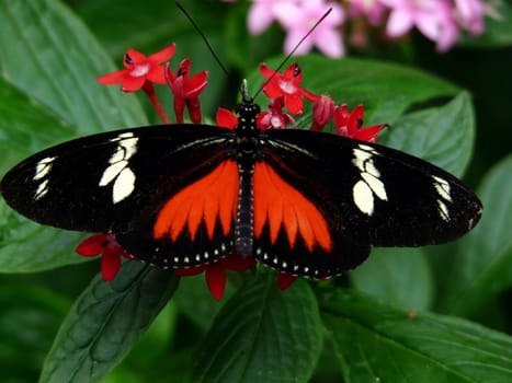 Doris Longwing Butterfly (Heliconius doris) Native to the tropical rainforest of Costa Rica