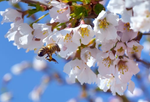 A bee in flight in front of a cherry blossom