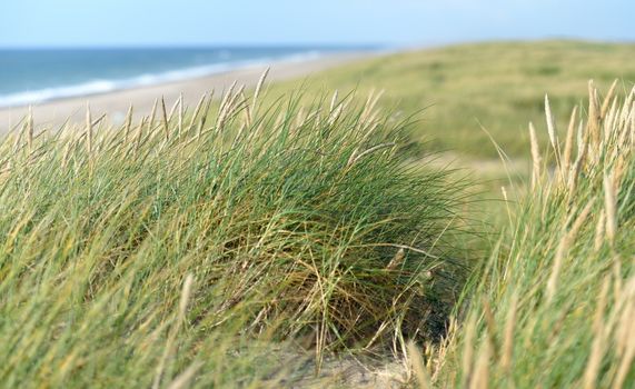 Dunes, grass and sea