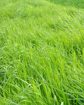 Lush grass of a natural meadow