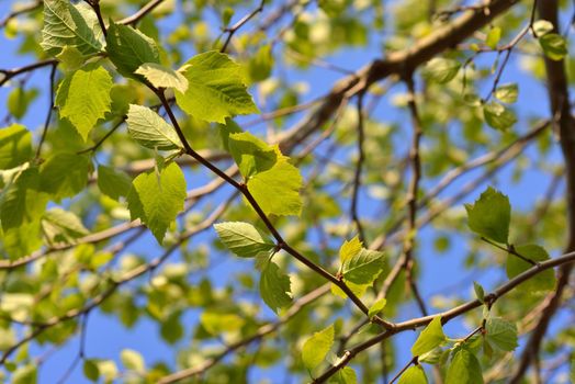 Tender green of a plane tree in spring