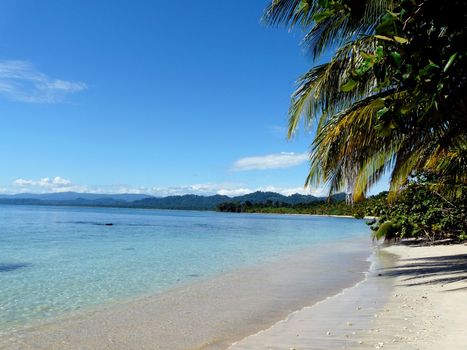 Coconuts trees on the beach,Caribbean, Cahuita, Costa Rica