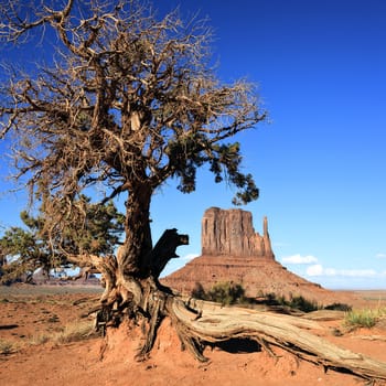 View of Monument Valley and tree, USA