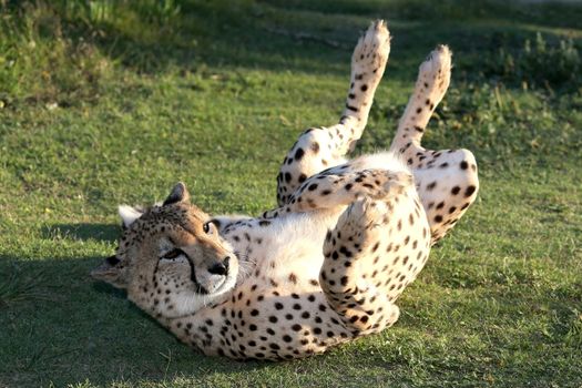 Beautiful cheetah wild cat rolling on it's back