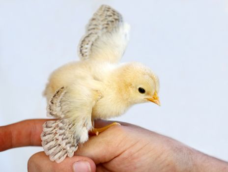 Tiny yellow chicken with it's wings outspread and perched on a finger