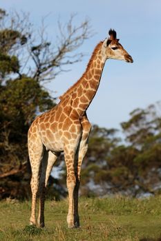 Tall giraffe walking through the African bush