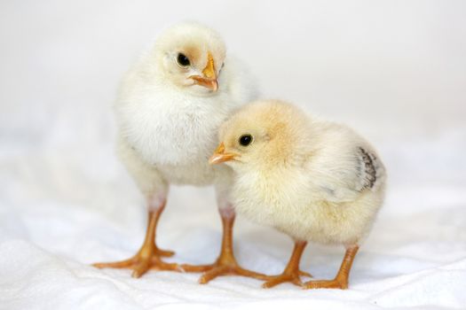Two tiny yellow chickens  with orange legs and beaks