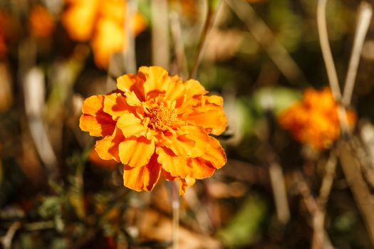 Autumn flower close-up shot in the woods