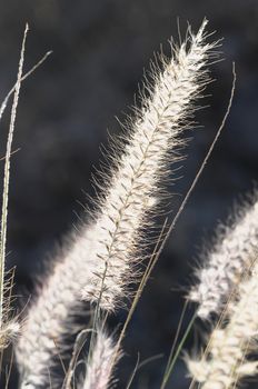 Some Dry Ears Grass in Backlight at Sunset