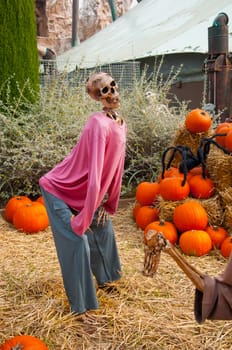 skeleton with pumpkins