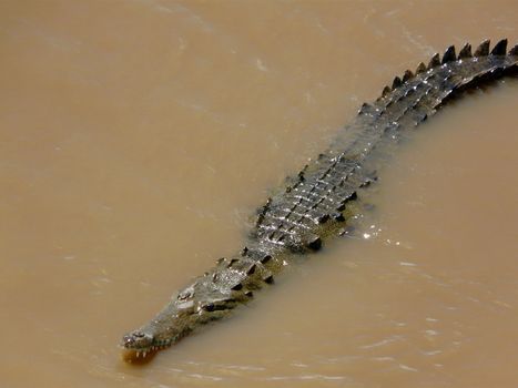 Crocodile hunting in Tarcoles river, Costa Rica