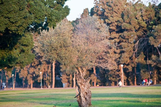 National Park on a bright sunny day. Israel. Tel-Aviv.