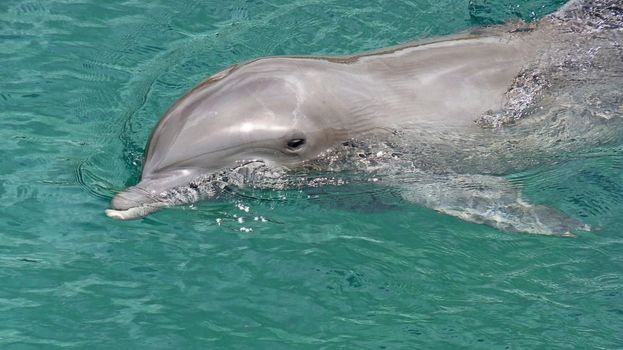 Dolphin in Xcaret, Yucatan, Mexico
