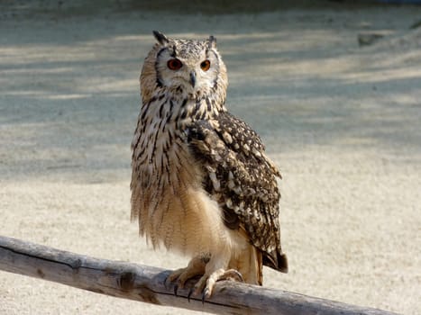 Portrait of an owl, Pairi Daiza, Belgium
