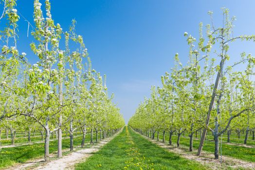 Fruit Orchard with blue sky