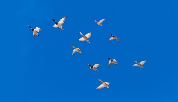 Flock of Mallard ducks Anas platyrhynchos flying in blue sky on their seasonal migration route