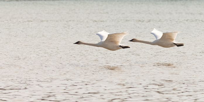 Graceful mating pair of adult white trumpeter swans Cygnus buccinator flying over water with their necks extended as they migrate to their arctic nesting grounds with copyspace