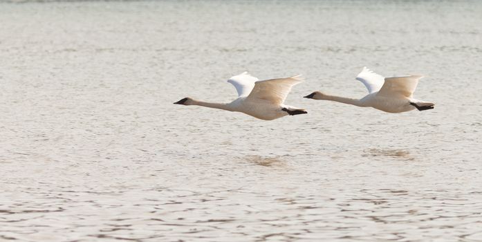 Graceful mating pair of adult white trumpeter swans  Cygnus buccinator  flying over water with their necks extended as they migrate to their arctic nesting grounds with copyspace