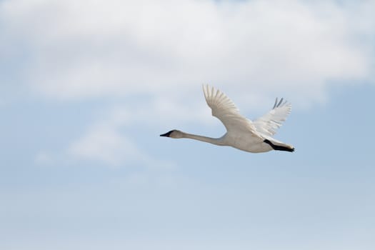 Graceful adult white trumpeter swan Cygnus buccinator flying in sky full of clouds with neck extended as it migrates to its arctic nesting grounds with copyspace