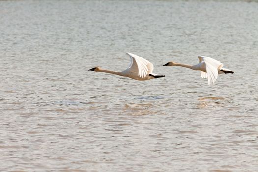 Graceful mating pair of adult white trumpeter swans Cygnus buccinator flying over water with their necks extended as they migrate to their arctic nesting grounds with copyspace