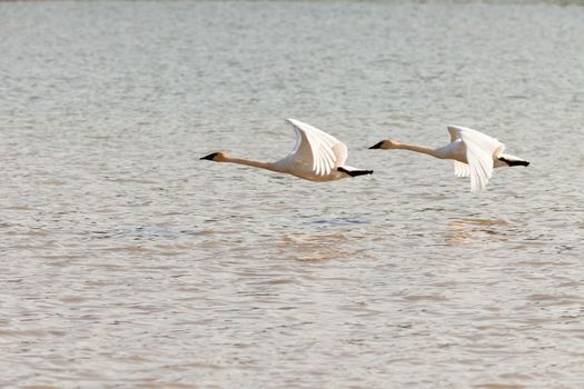 Graceful mating pair of adult white trumpeter swans  Cygnus buccinator  flying over water with their necks extended as they migrate to their arctic nesting grounds with copyspace