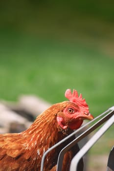 A side on view of a brown hen at a metal water trough set against a green background. Set on a portrait format with copy space available above.