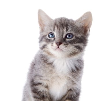 Gray striped kitten. Striped kitten with blue eyes. Kitten on a white background. Small predator.