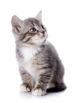 Gray striped kitten. Striped kitten with blue eyes. Kitten on a white background. Small predator.