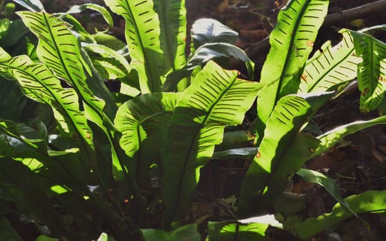 Close-up image of a Hart's tongue fern.