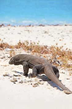 Komodo Dragon walking at the beach on Komodo Island