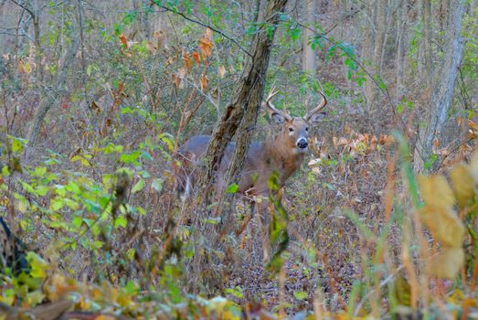 Whitetail Deer Buck standing in a woods.