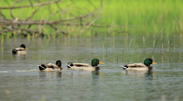 Male mallard ducks floating quietly on the water pond next to grass