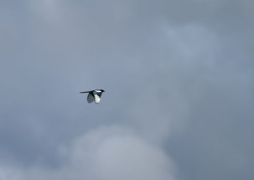 Black and white magpie flying in cloudy sky