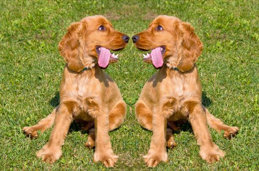 Two young red English Cocker Spaniel dogs on green grass background