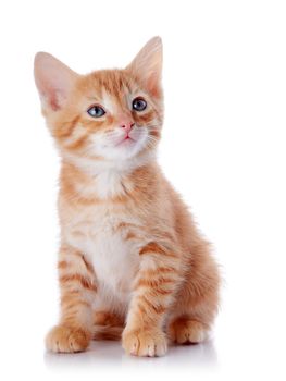 Red kitten. Sitting cat. Kitten on a white background. Red striped kitten. Small predator.