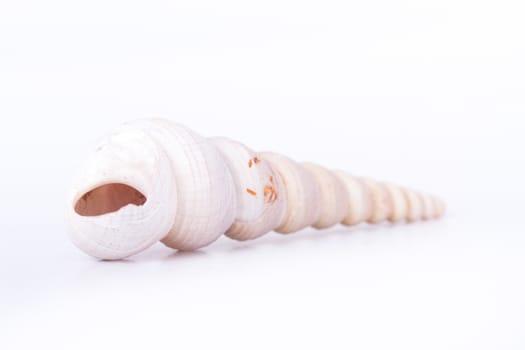 Sea shell, isolated on white background.