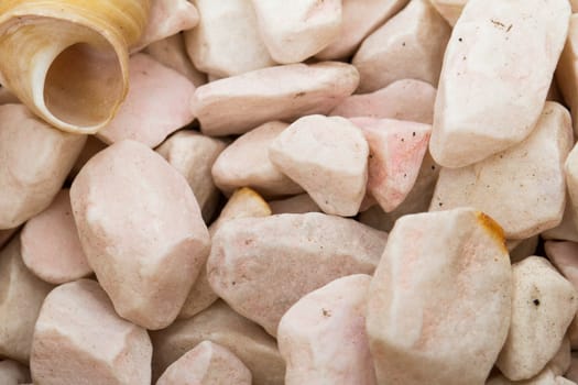 White sea stones and shell.