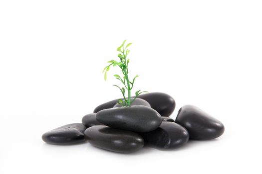 Green plant growing in black massage stones, isolated on white background.